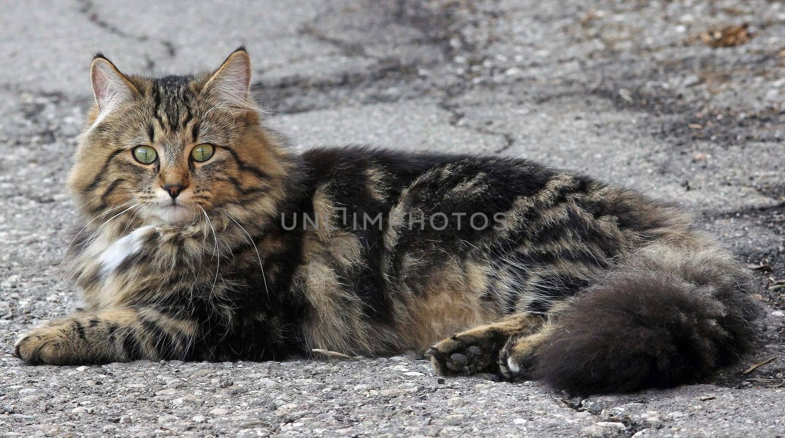 A Norwegian-Persian-domestic cat mix