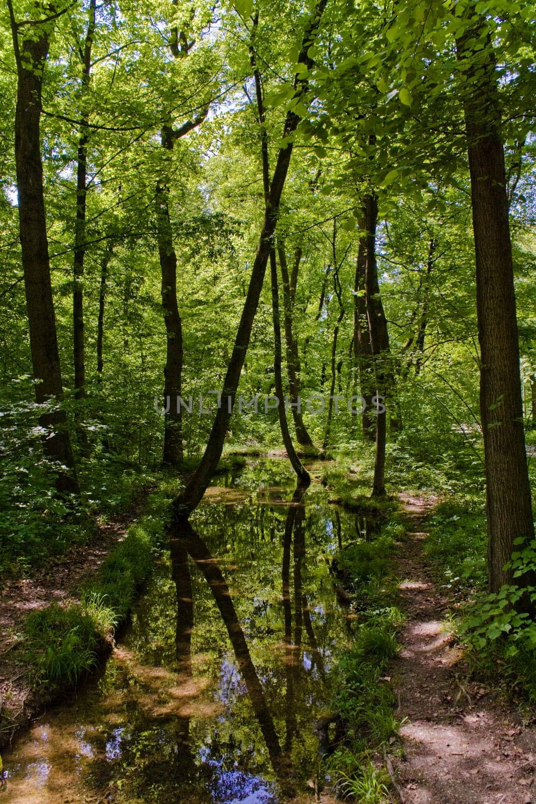 Still water in the forest