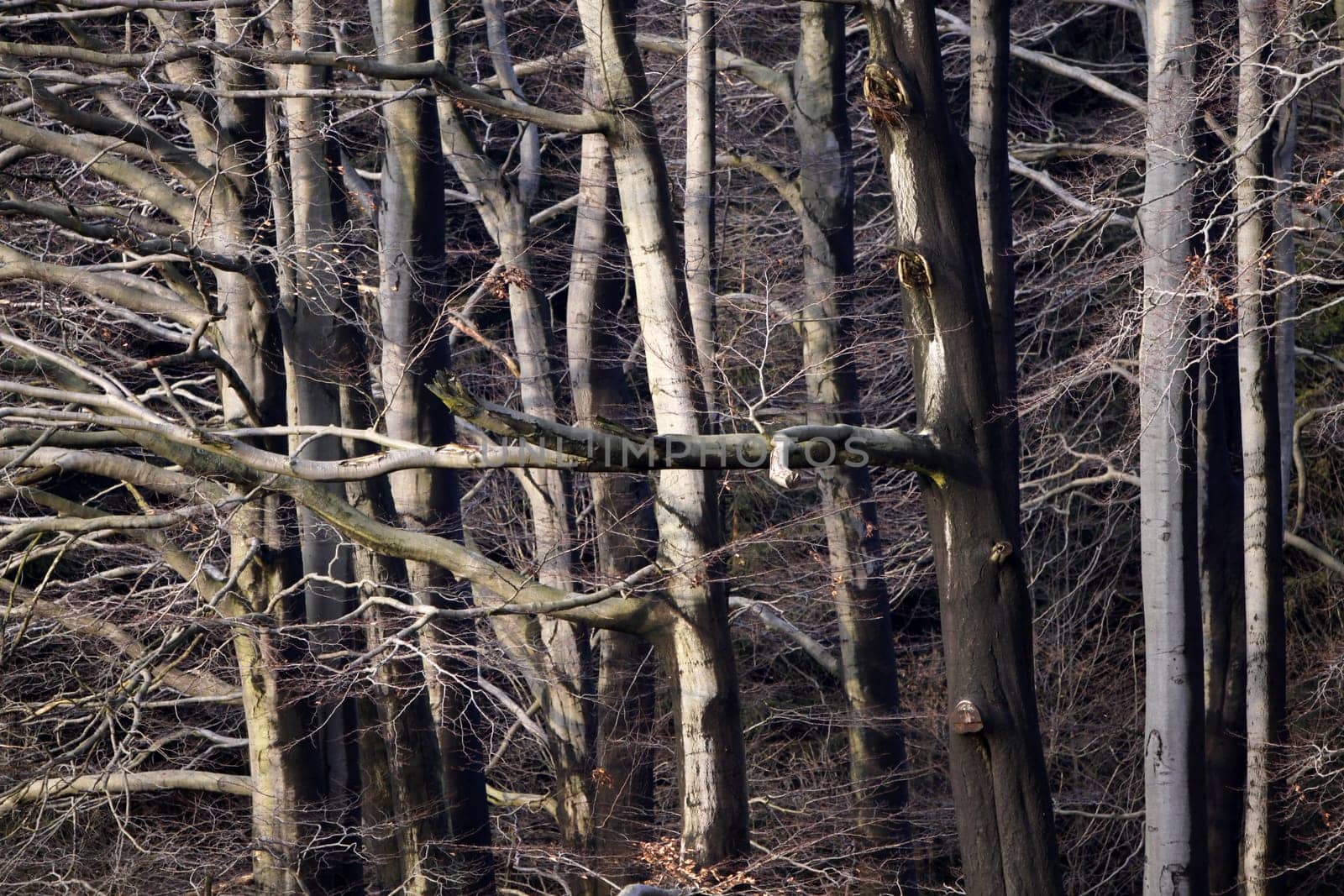 Beech forest in winter after a rain shower