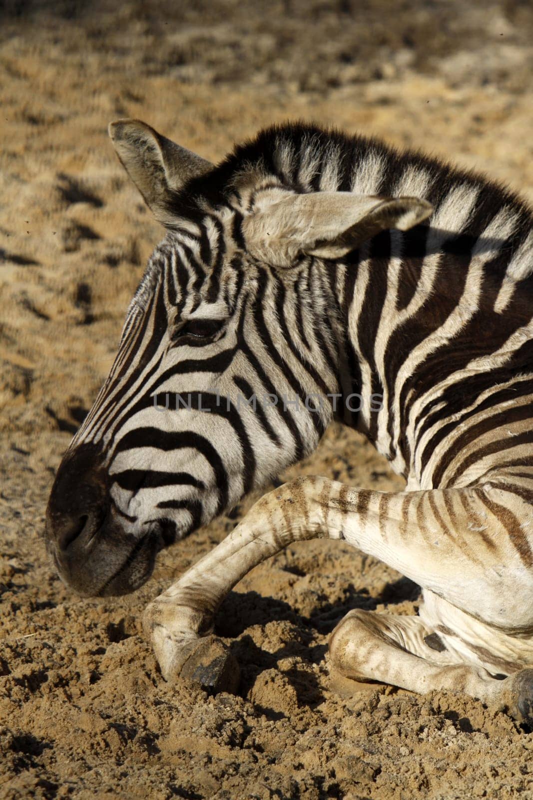 Reclining Grant's Zebra