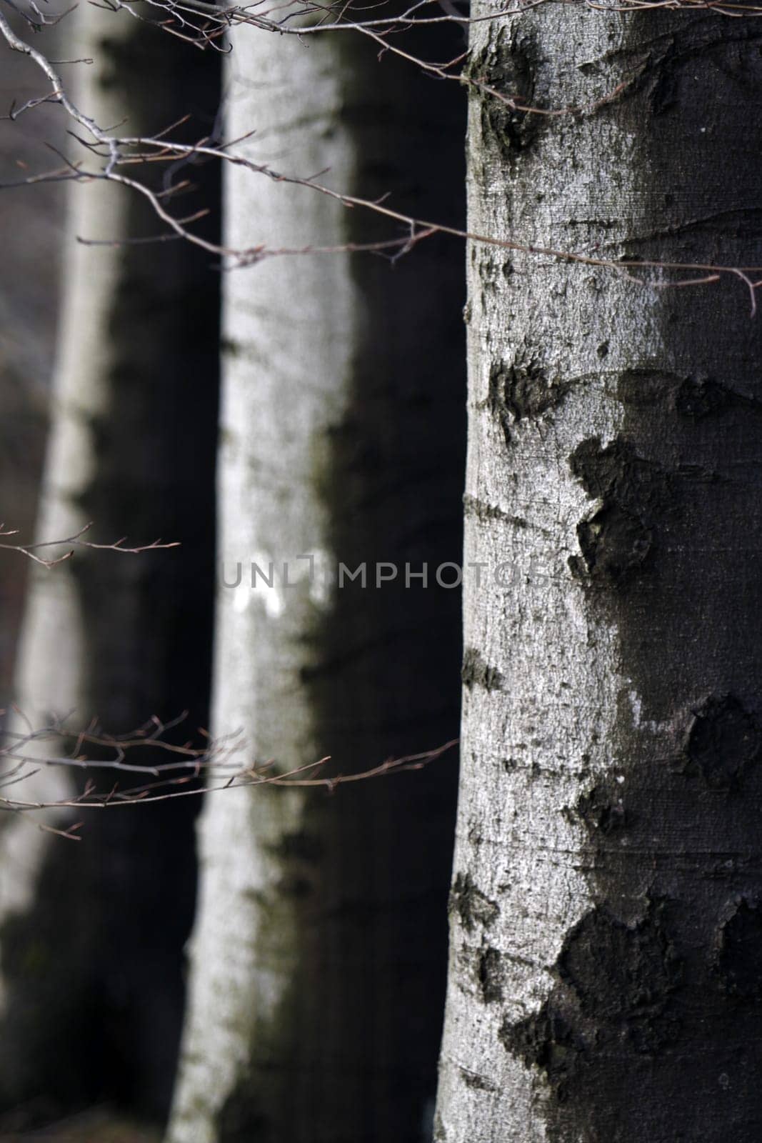 Beech forest in winter after a rain shower