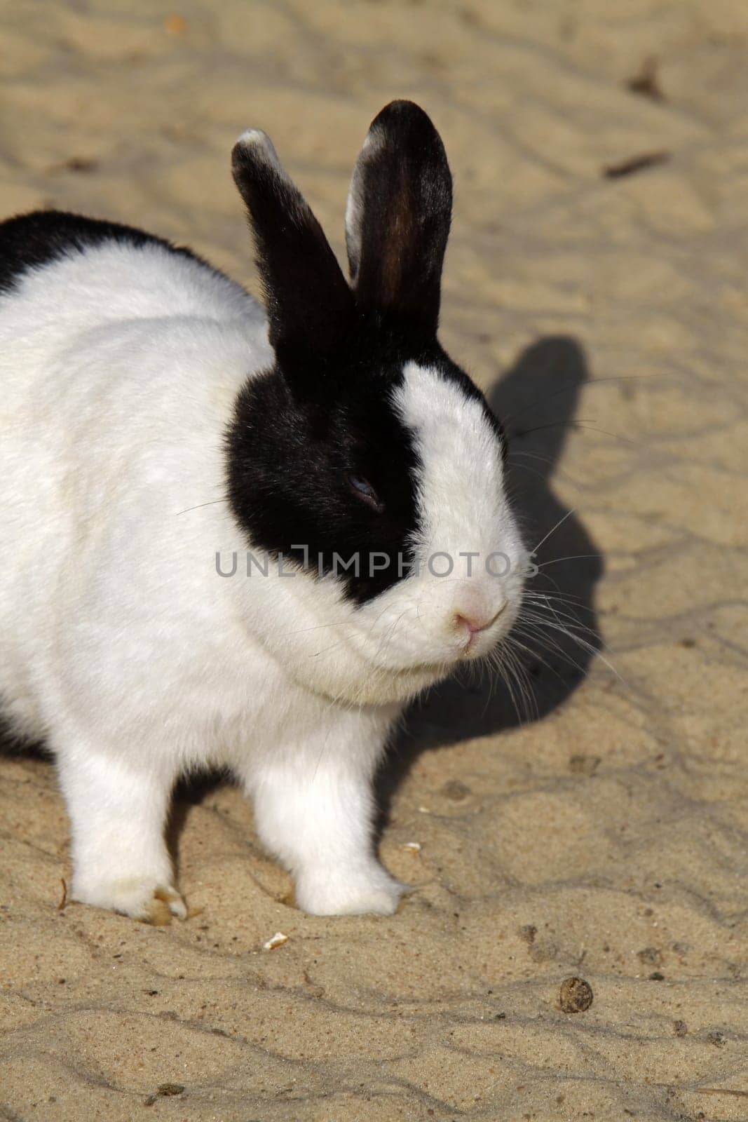 rabbit