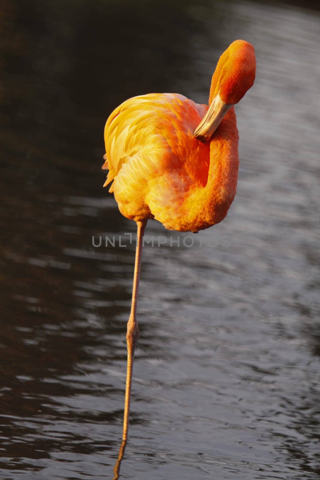 Chilean flamingo