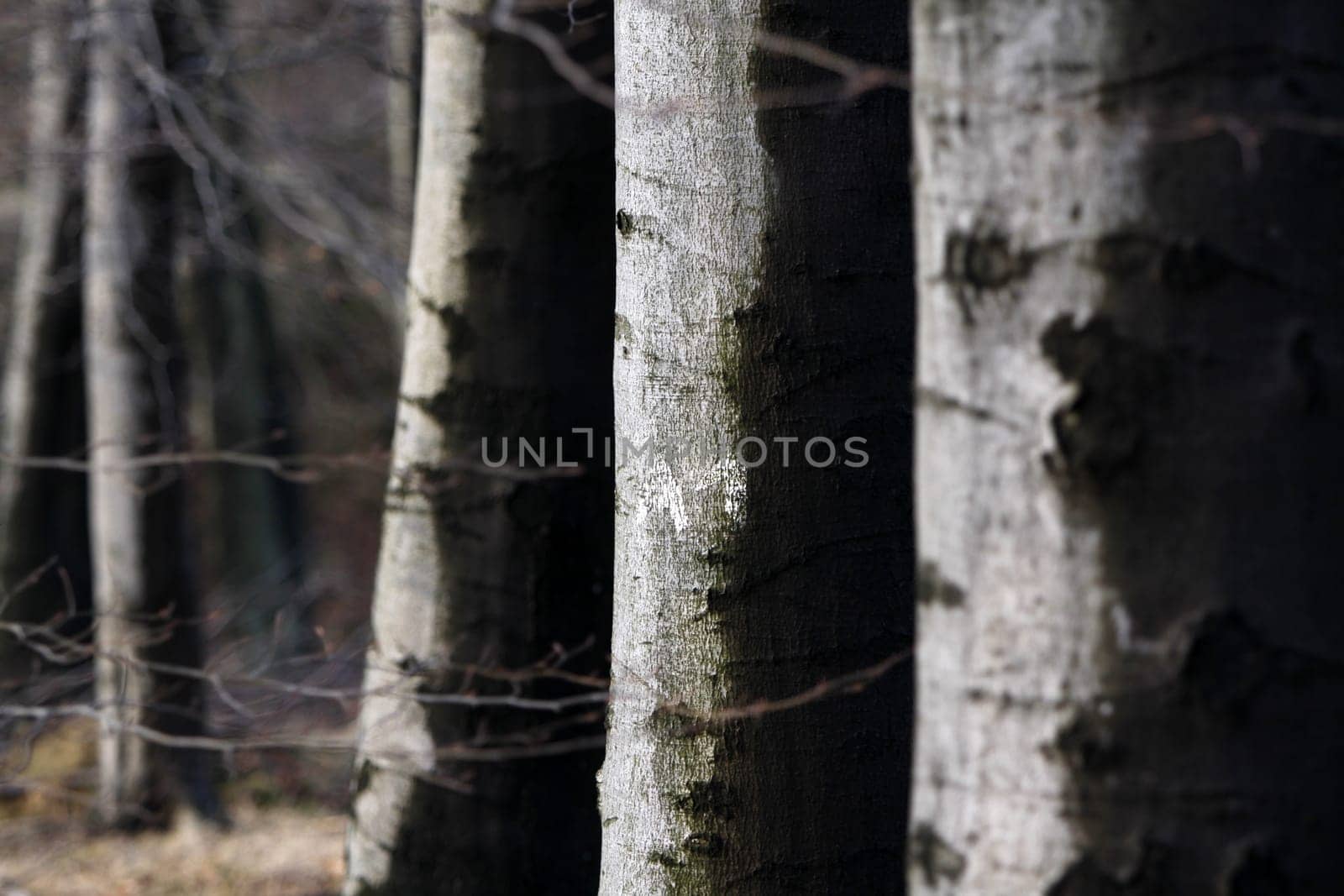 Beech forest in winter after a rain shower
