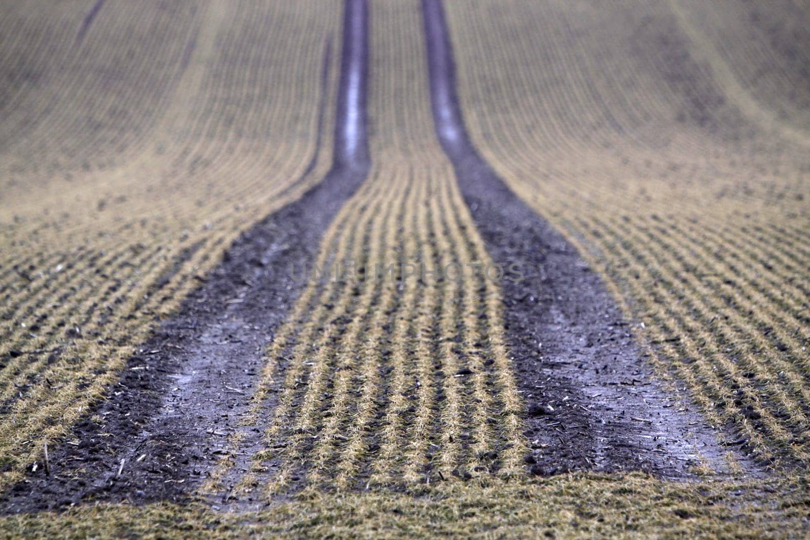 Wet field