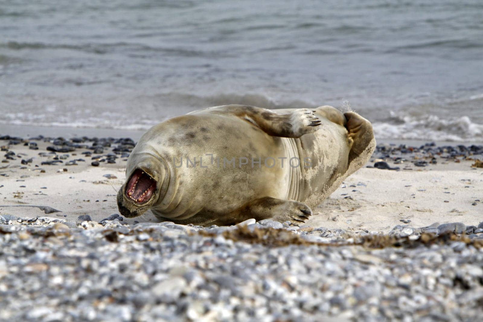 Grey seal on the beach of the Heligoland dune