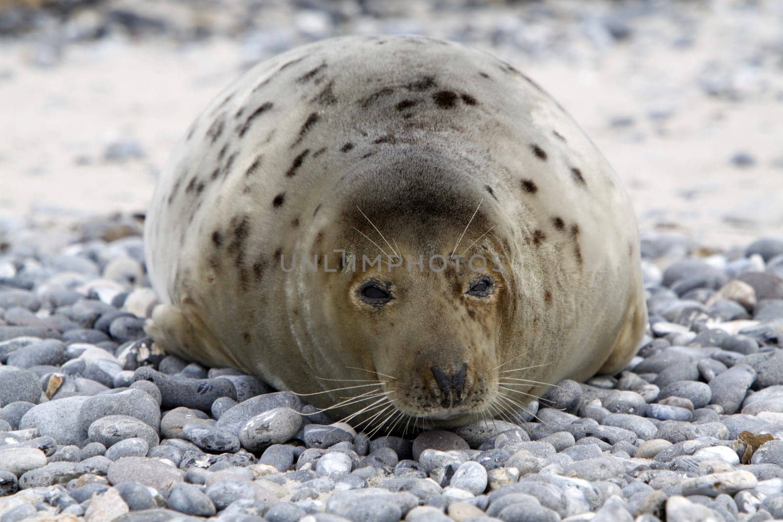 Grey seal on the beach of the Heligoland dune