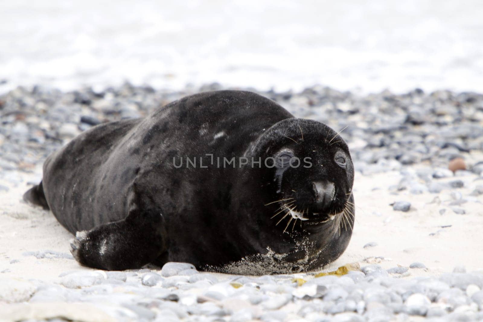 Grey seal on the beach of the Heligoland dune