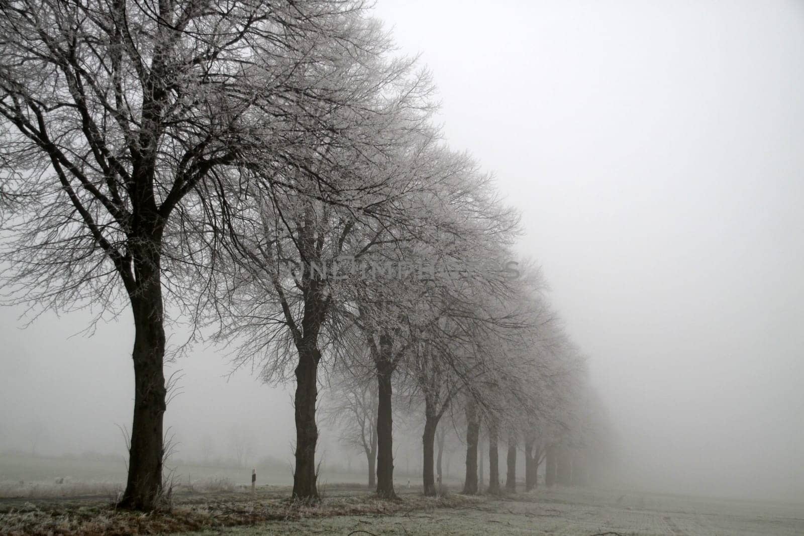 Row of trees with road in fog