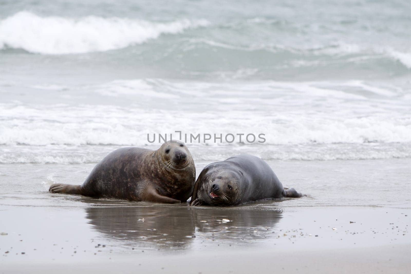 Grey seal on the beach of the Heligoland dune