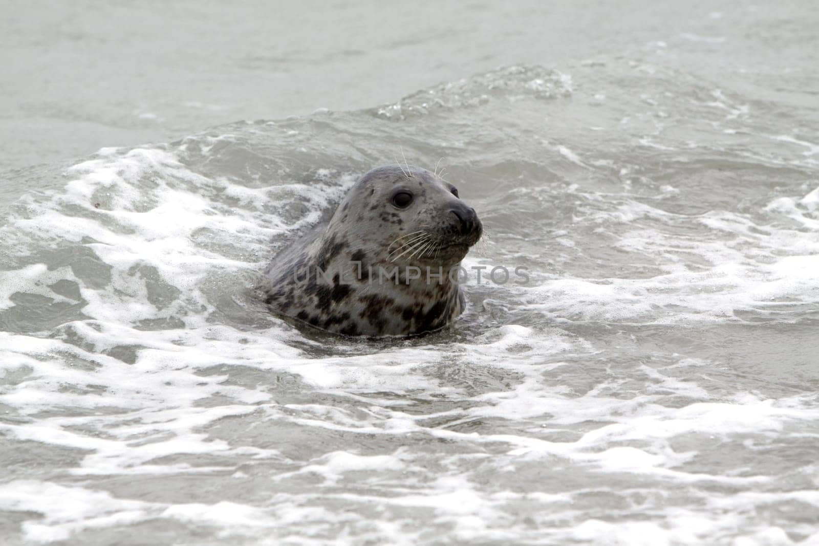 Grey seal on the beach of the Heligoland dune