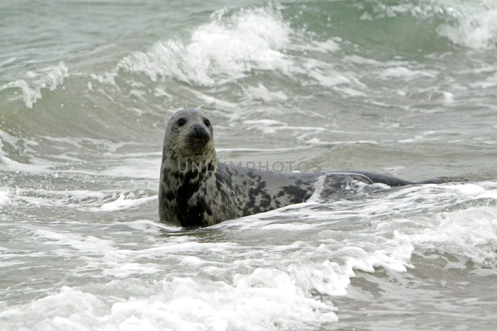 Grey seal on the beach of the Heligoland dune