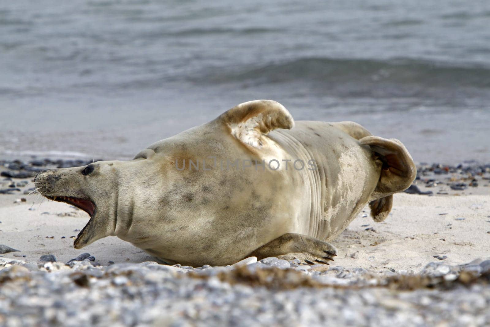 Grey seal on the beach of the Heligoland dune