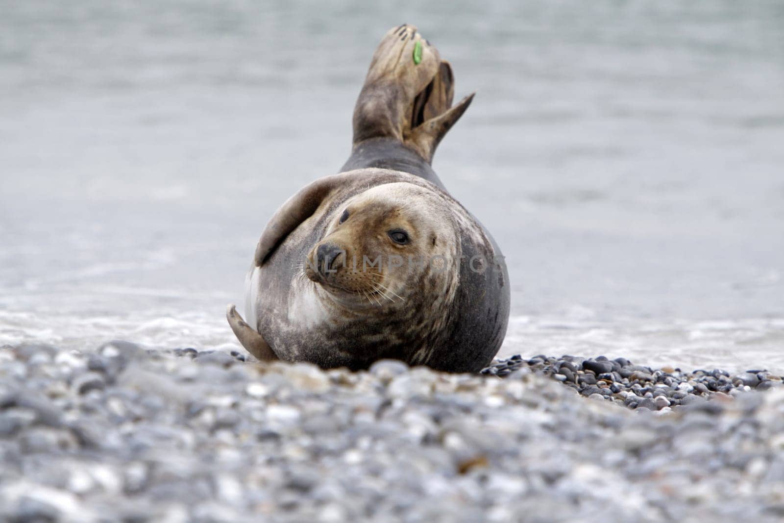 Grey seal on the beach of the Heligoland dune