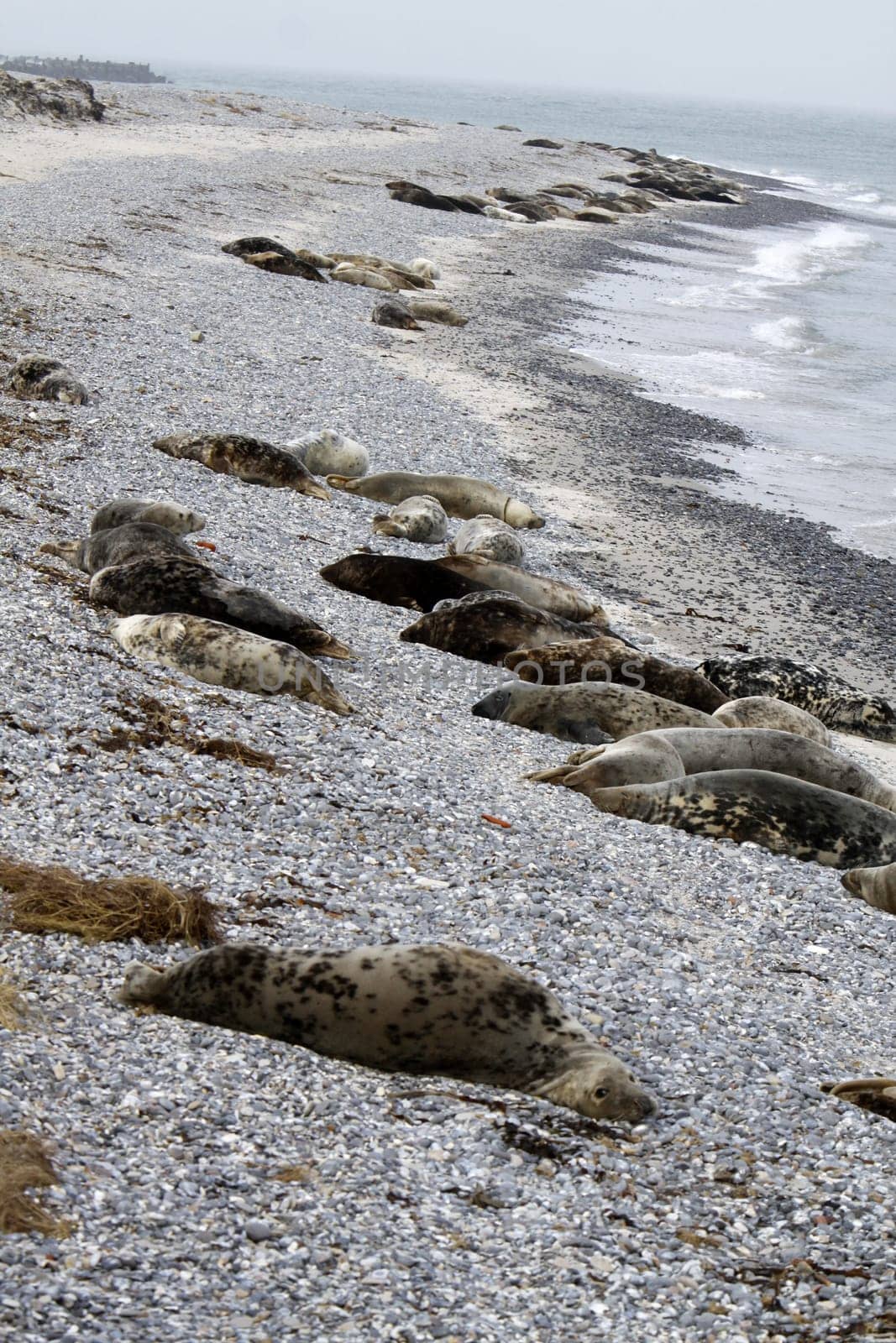 Grey seal colony on the dune off Heligoland