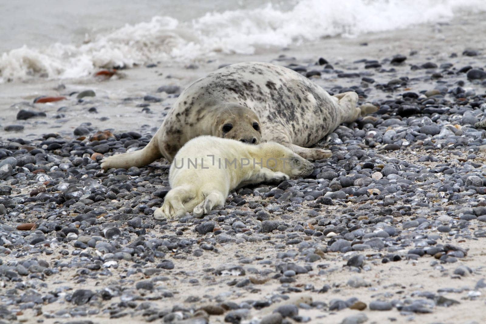 Grey seal baby