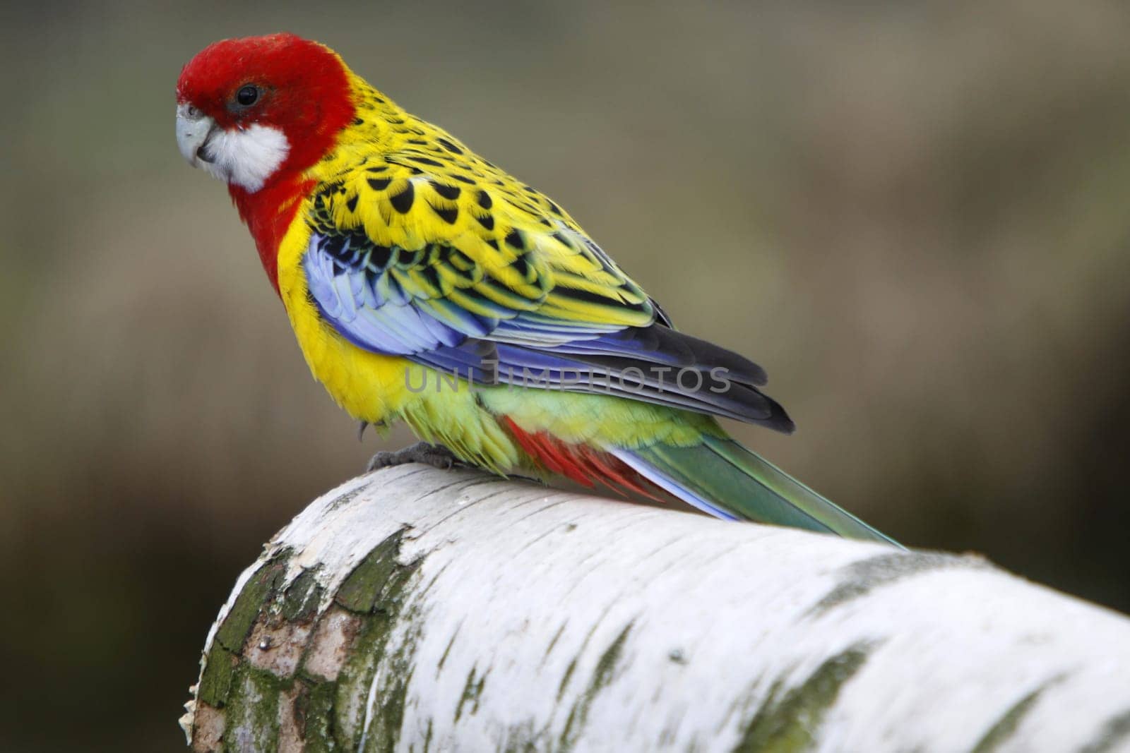 Rosella parakeet