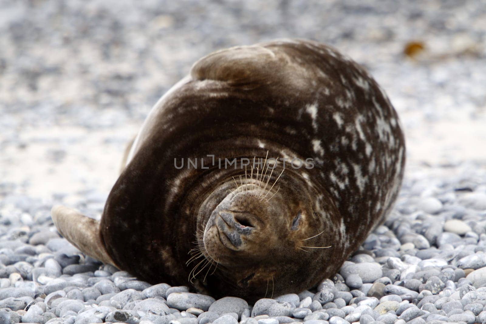 Grey seal on the beach of the Heligoland dune