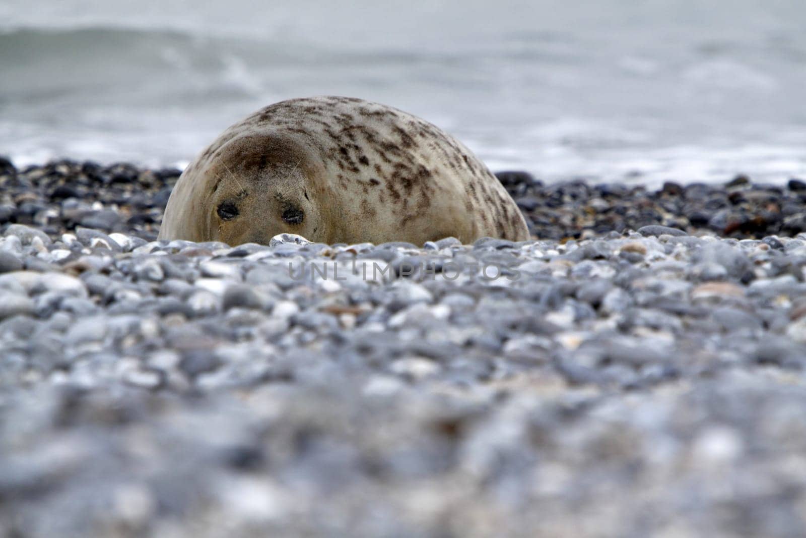 Grey seal on the beach of the Heligoland dune