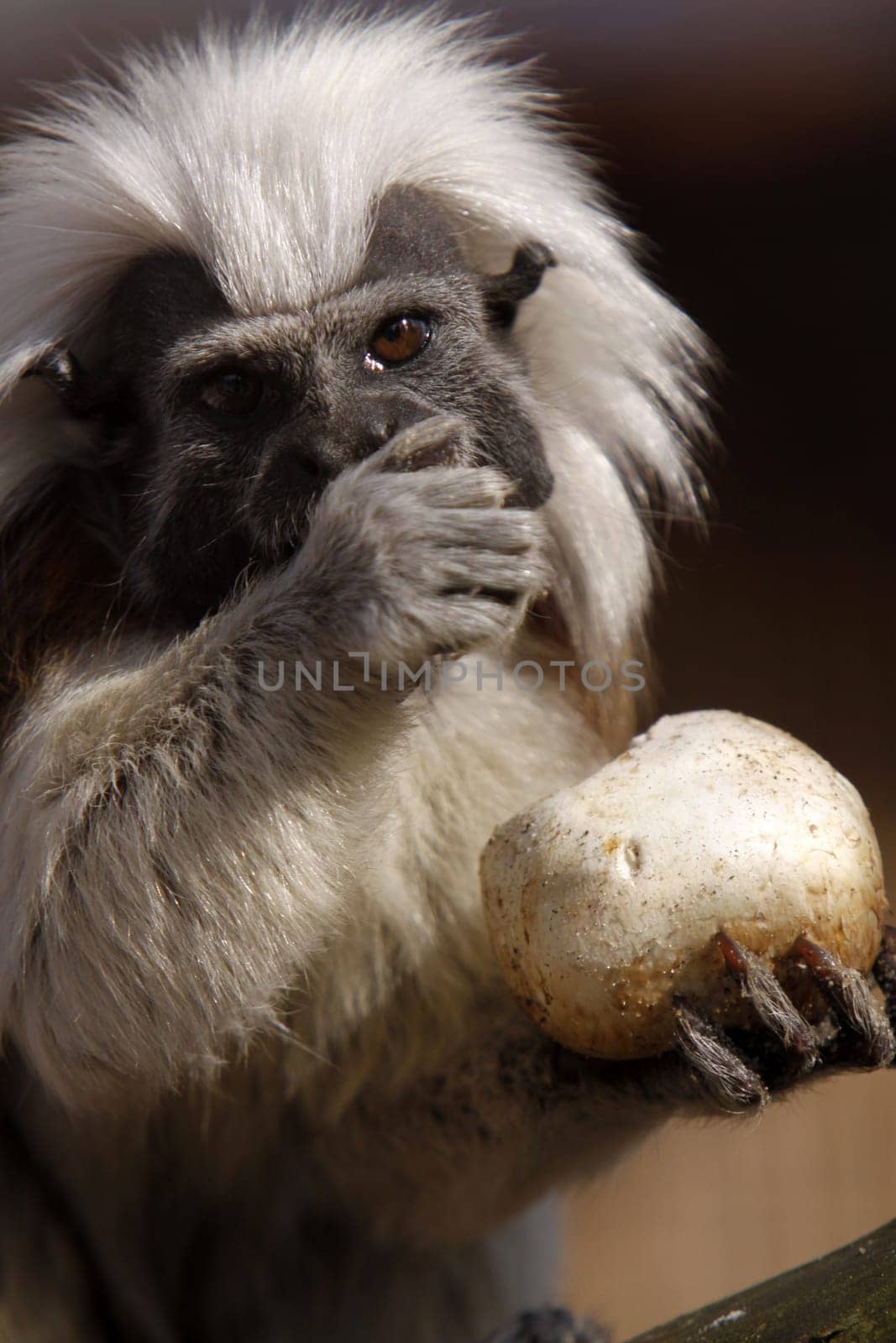Cottontop tamarin