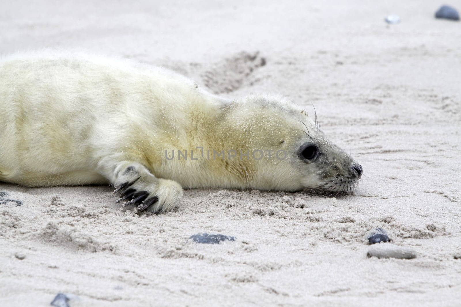 Grey seal baby
