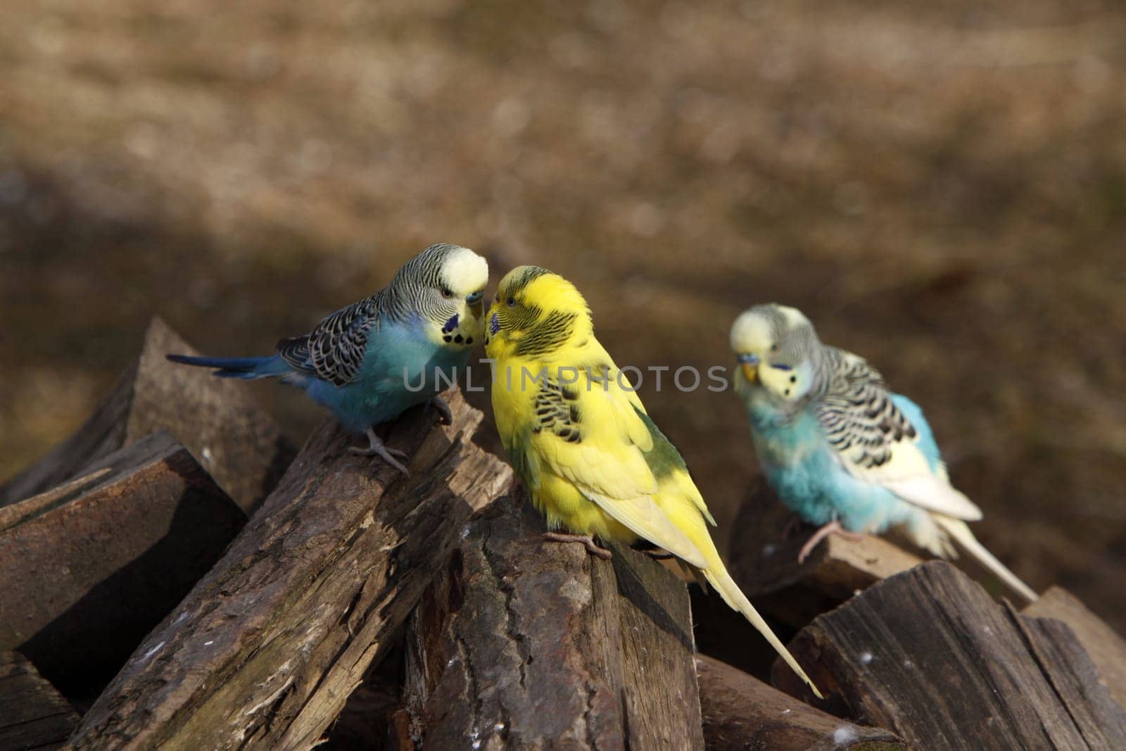 Budgies on a pile of wood