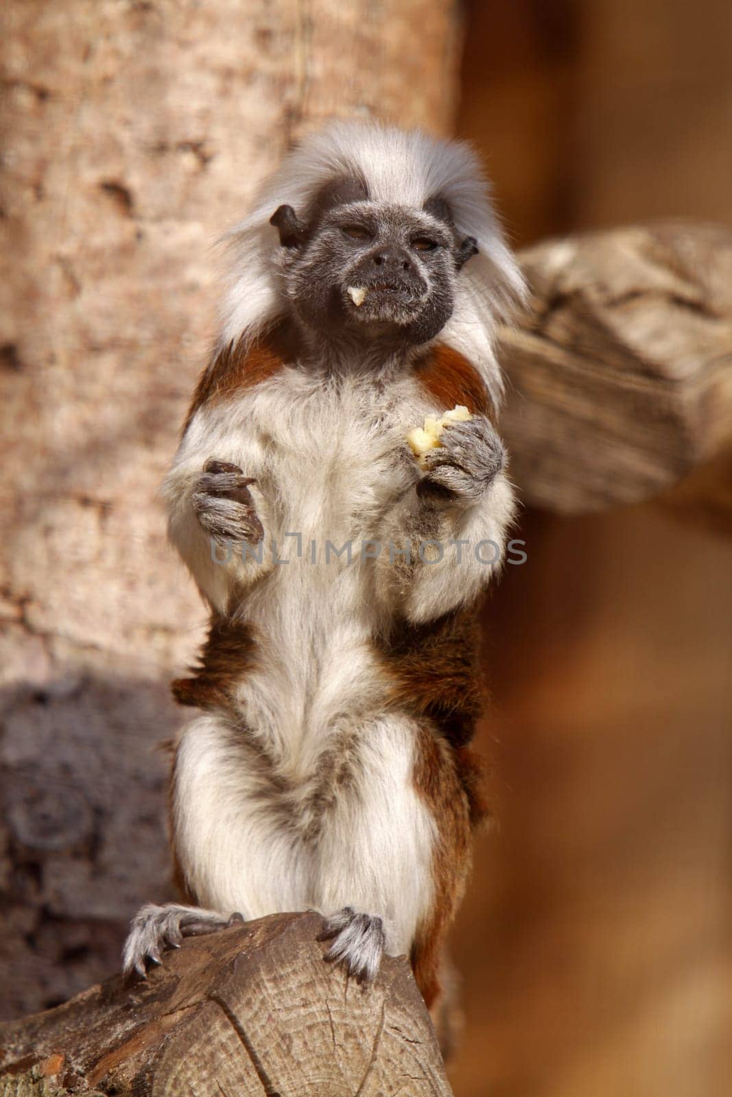 Cottontop tamarin