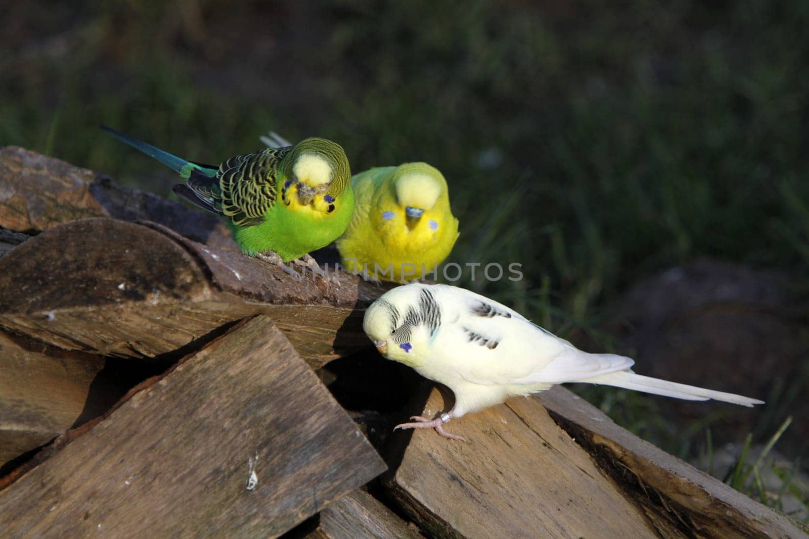 Budgies in a free-flight aviary