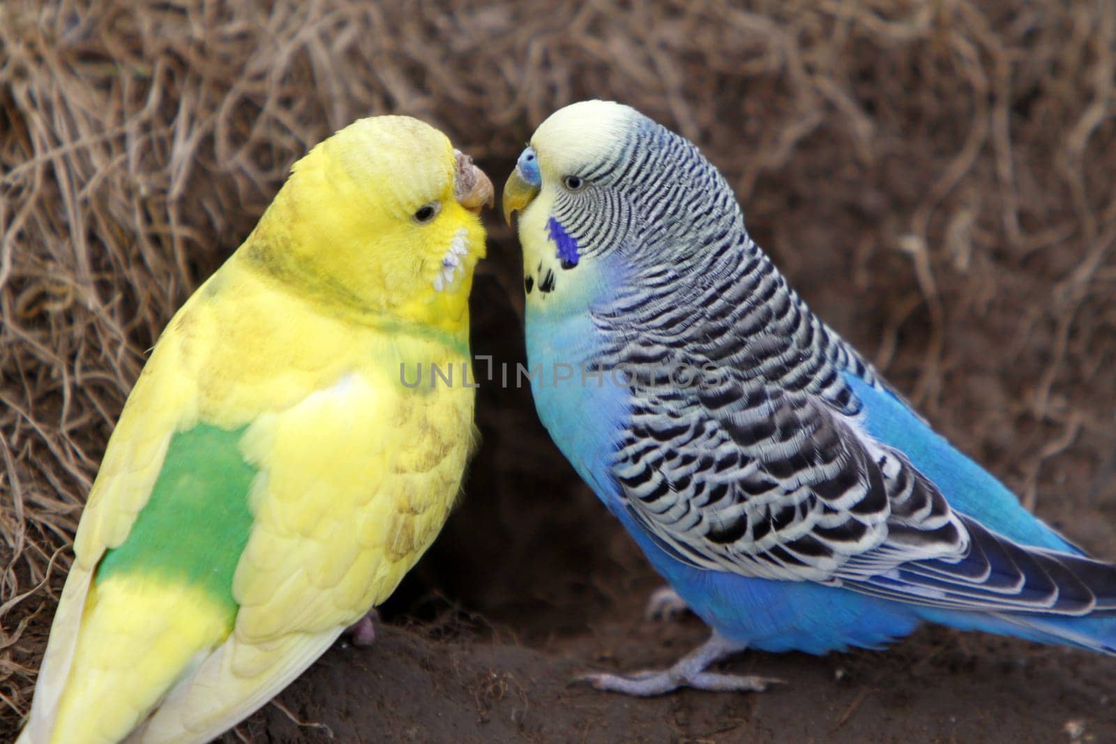 Budgies