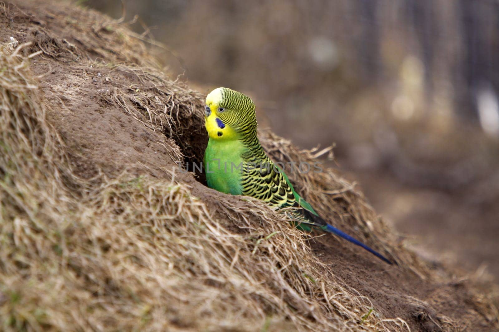 Budgie at breeding cave