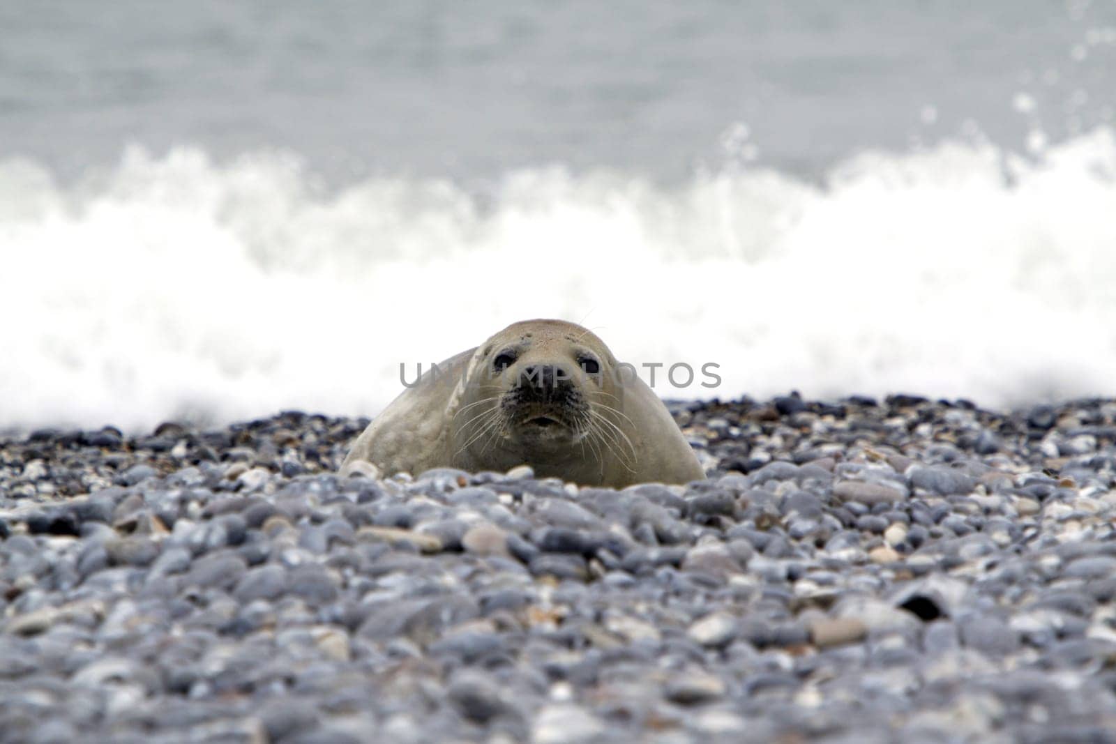Grey seal on the beach of the Heligoland dune