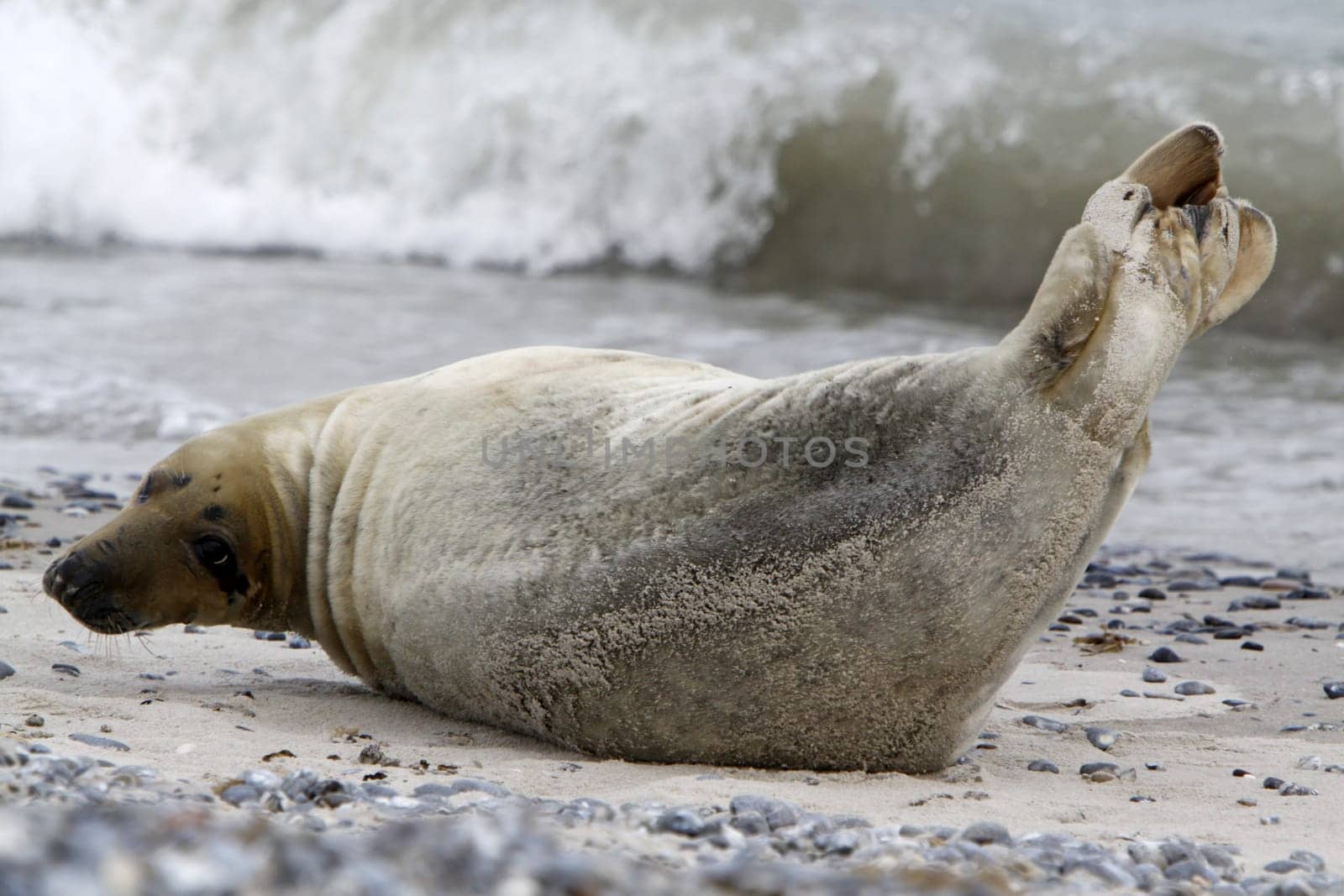 Grey seal on the beach of the Heligoland dune