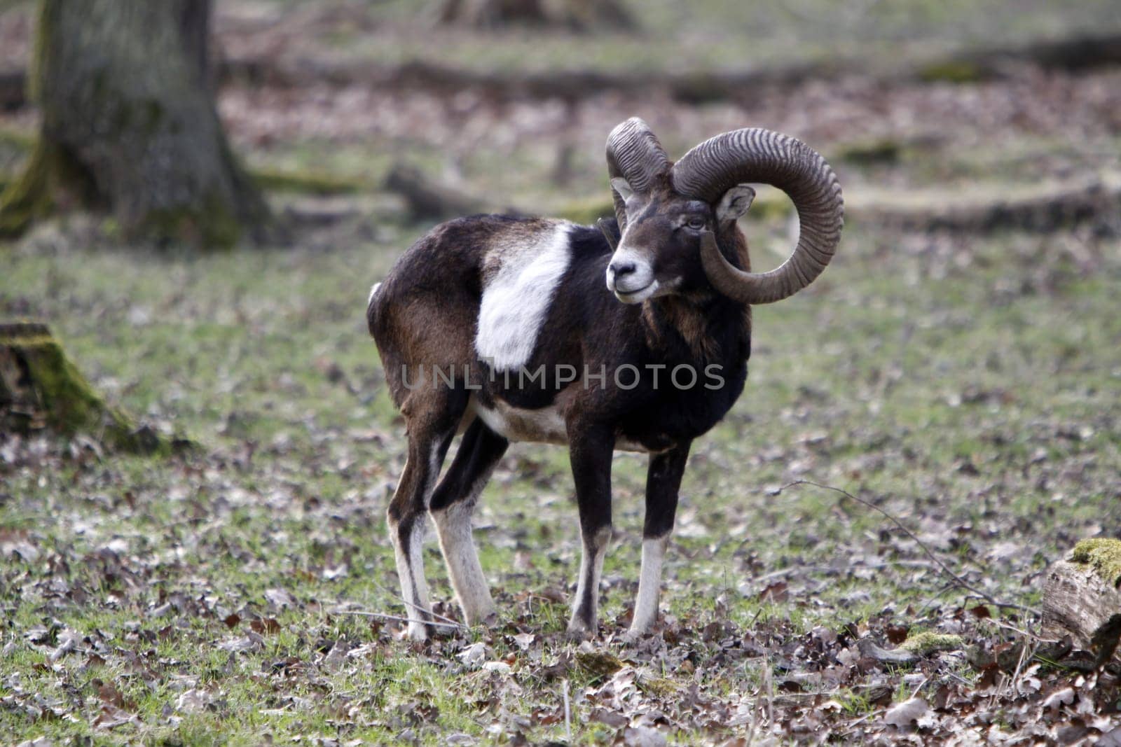 European mouflon (ram)
