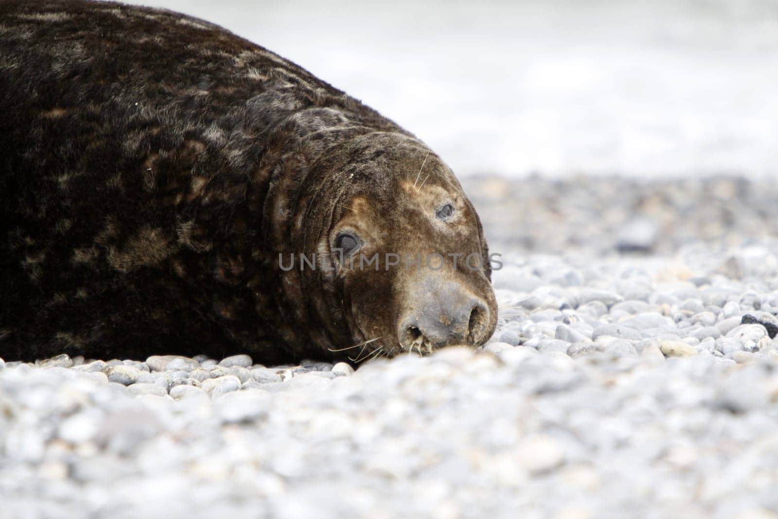 Grey seal on the beach of the Heligoland dune