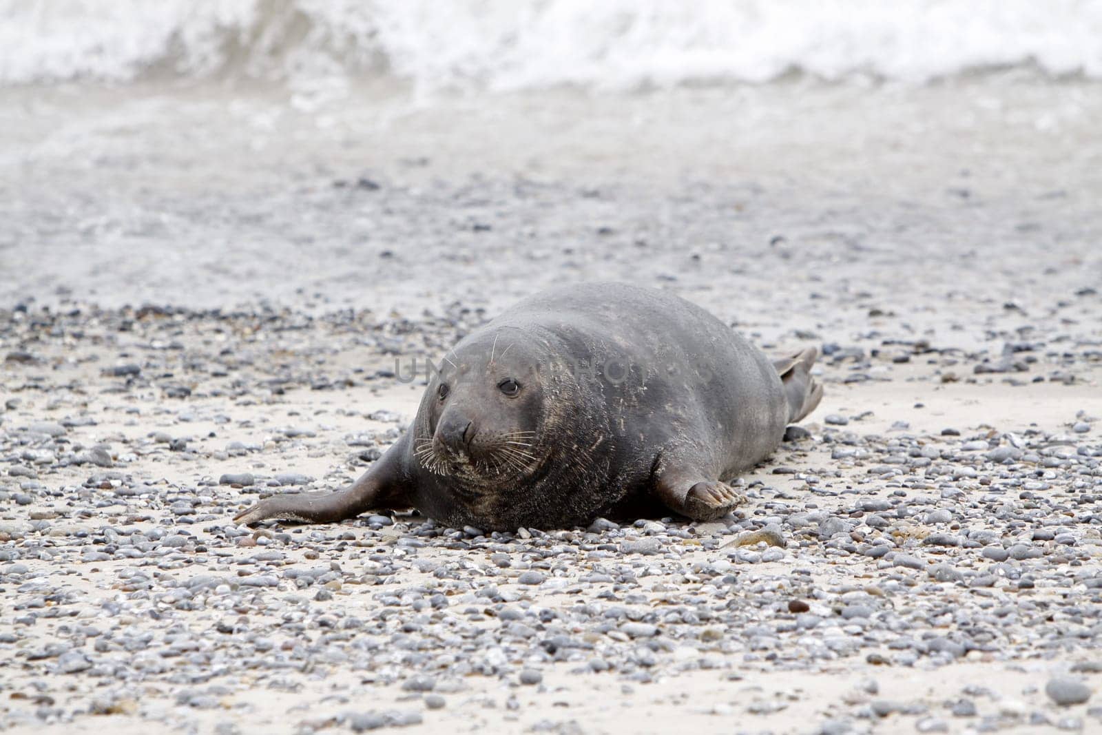 Grey seal on the beach of the Heligoland dune