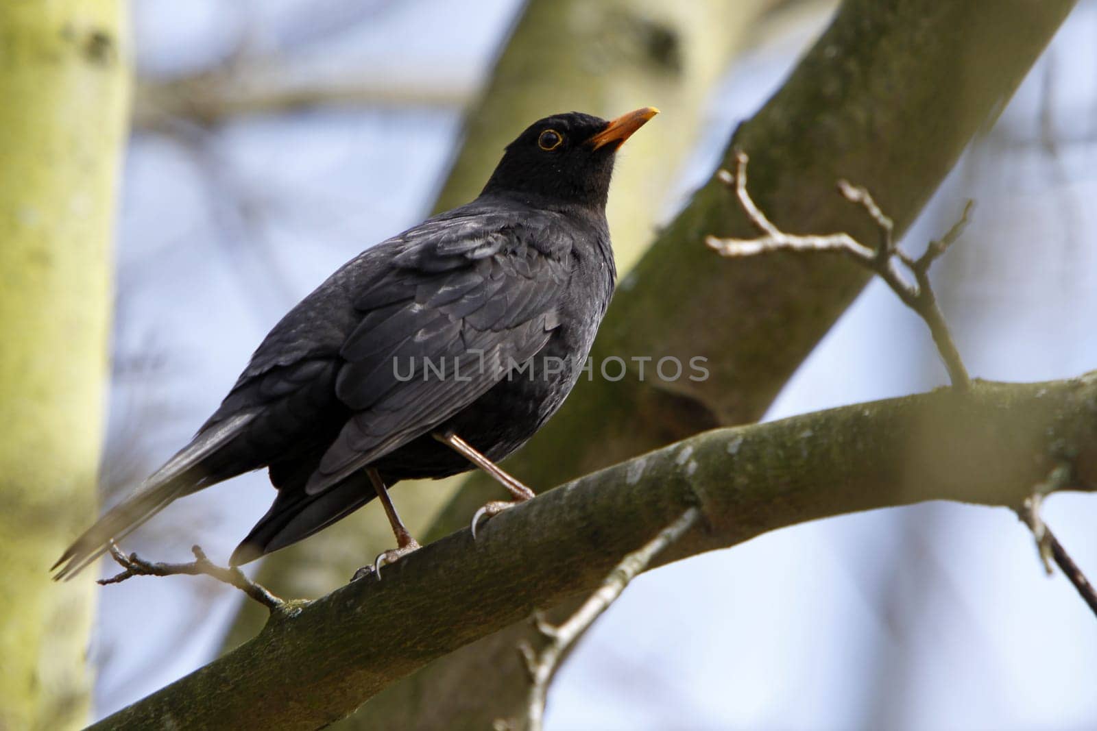 Blackbird
