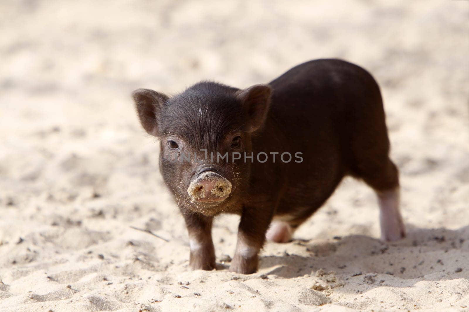 Mini pig
