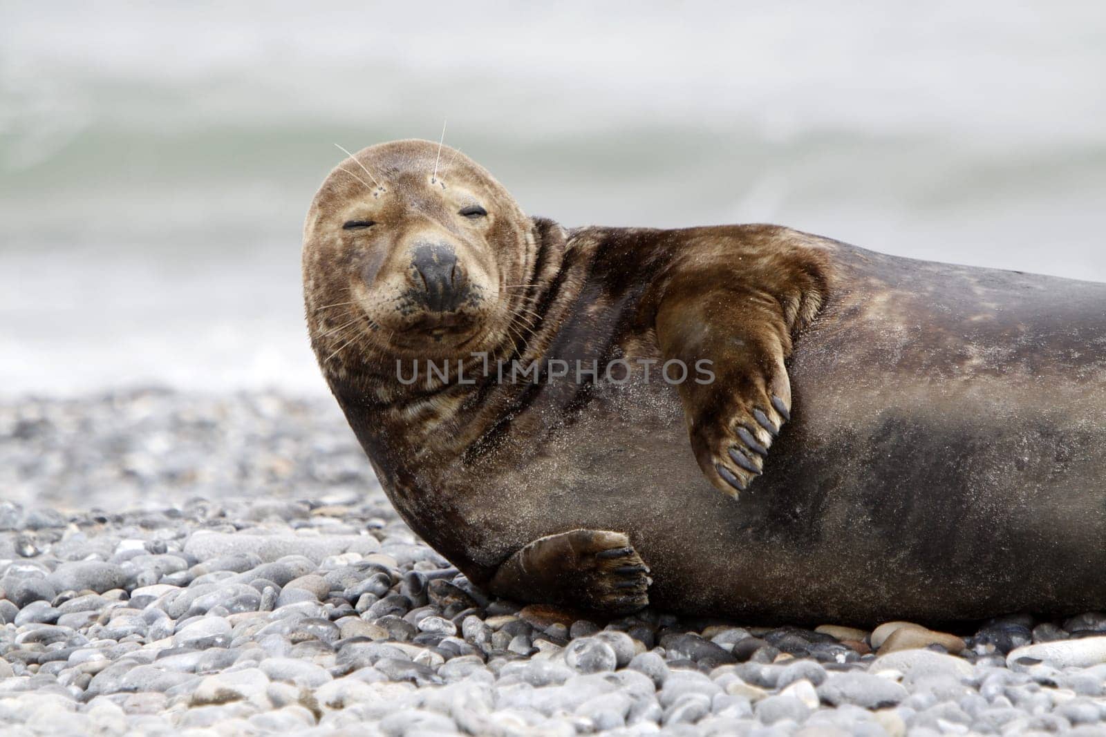 Grey seal on the beach of the Heligoland dune