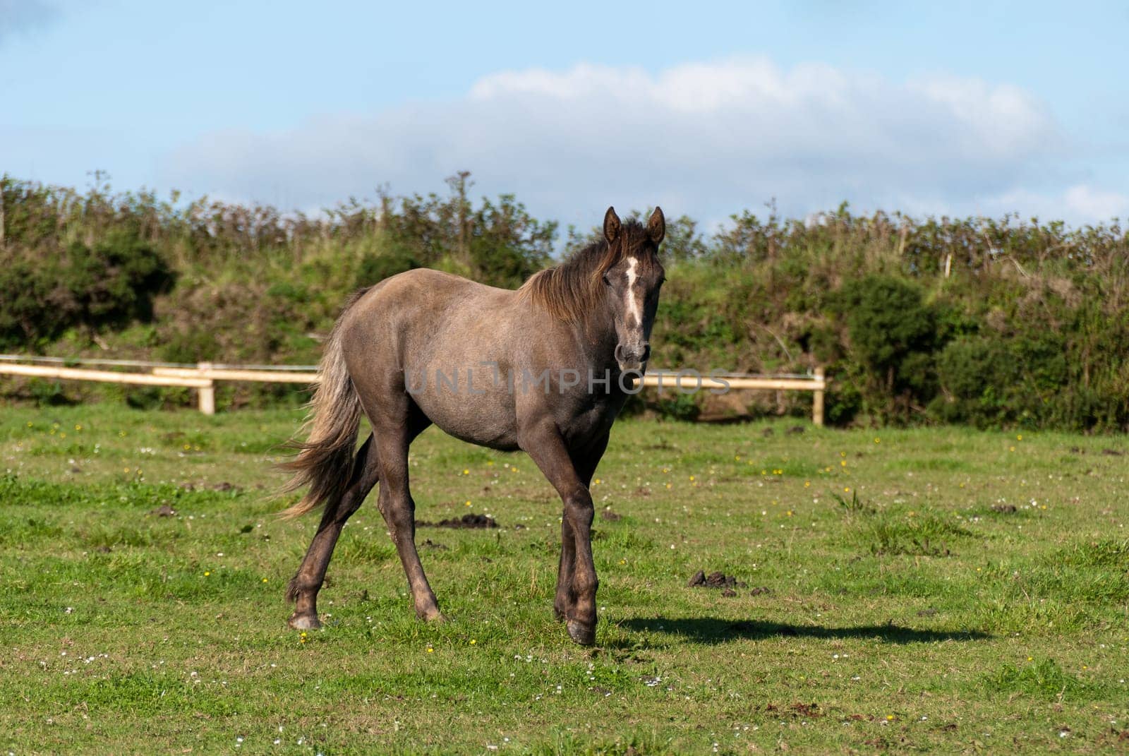 horse on the lawn in Port Isaac in Cornwall