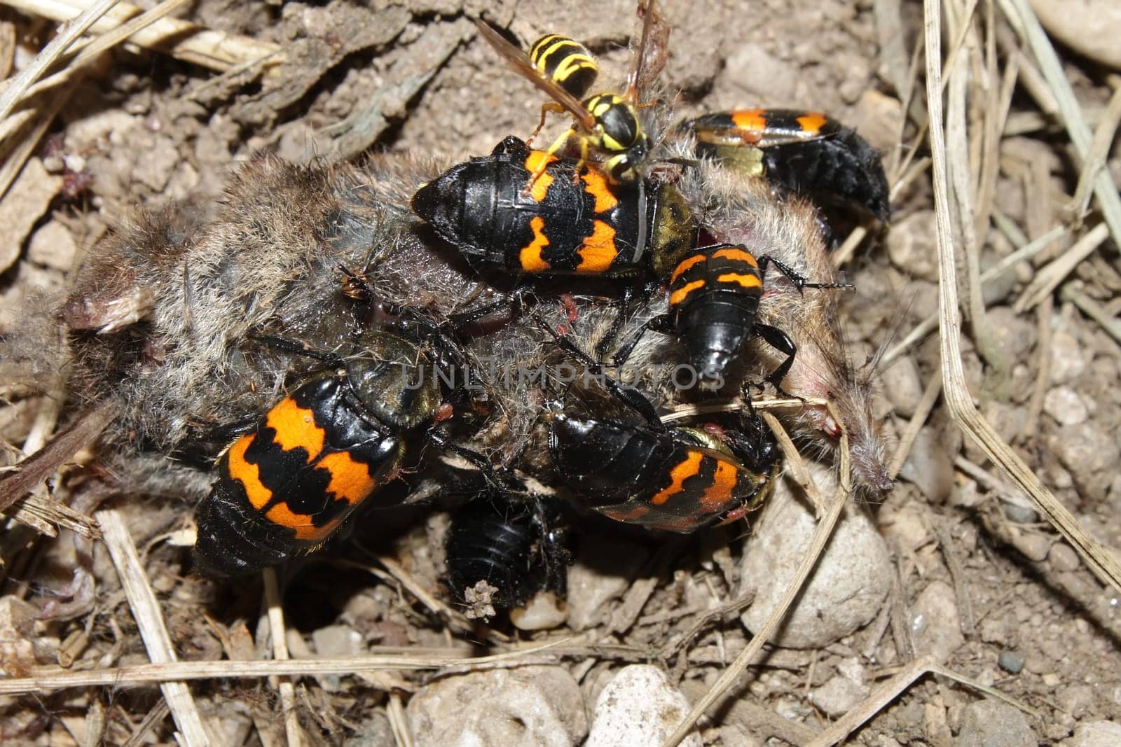 Burying Beetles (Nicrophorus orbicollis) on a dead mouse at Rock Cut State Park in northern Illinois.
