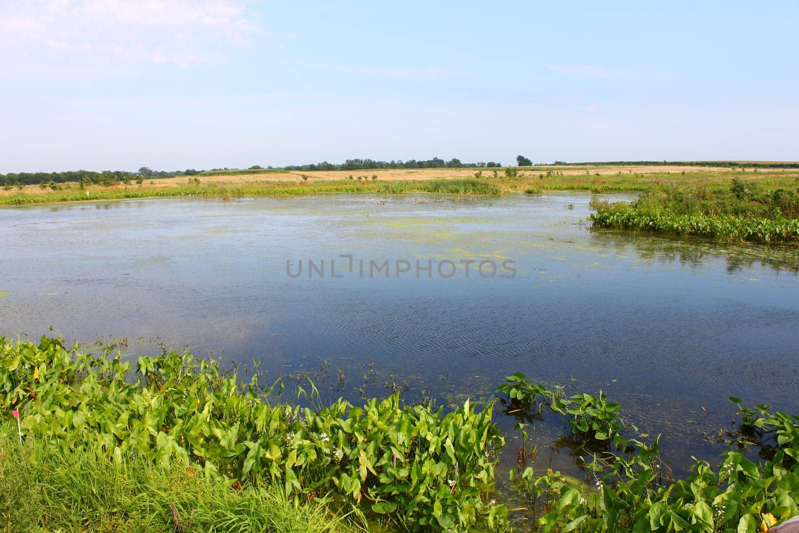 Calm wetland scene in the Midwest United States.