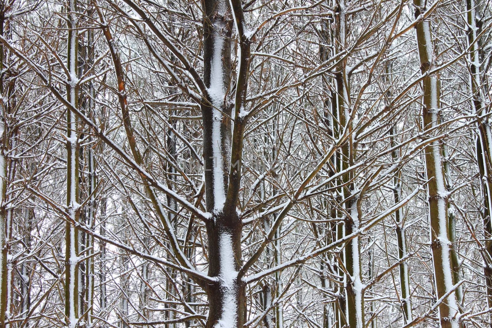 A magnificent winter scene in a pine forest at Rock Cut State Park - Illinois.