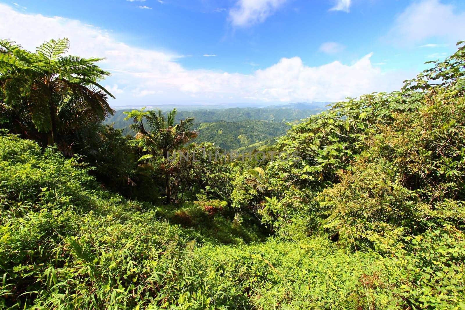 Beautiful view of the lush tropical forests of Puerto Rico.