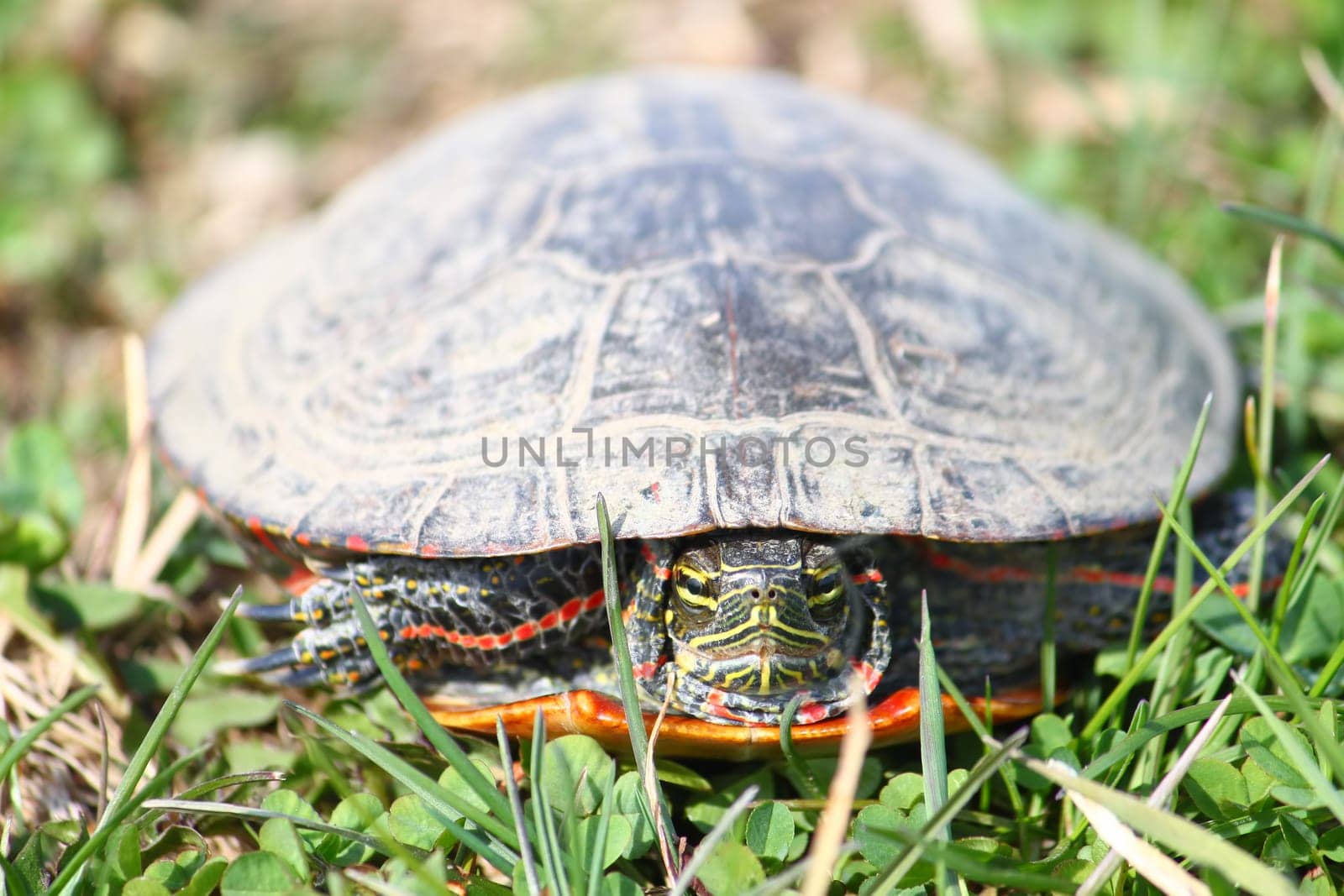Painted Turtle (Chrysemys picta) coming out in spring in Illinois.
