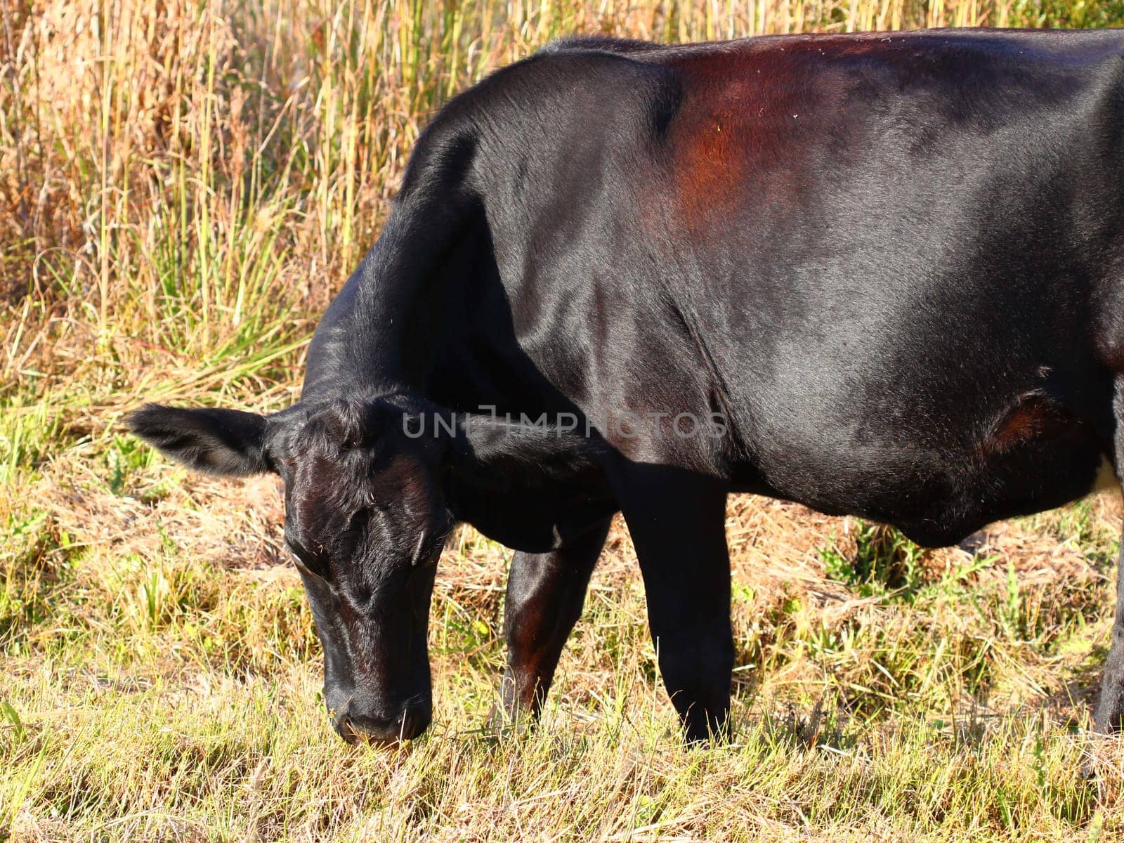A large cow grazes on grass in central Florida.