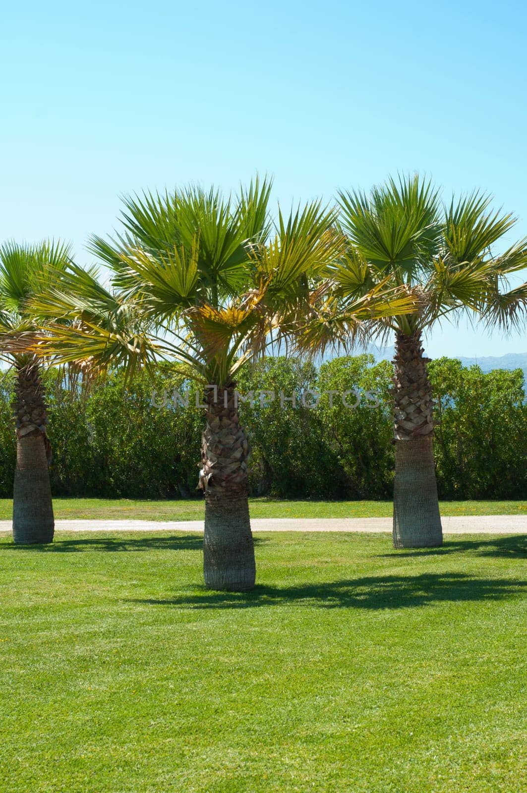 Shot of view from terrace on palm park