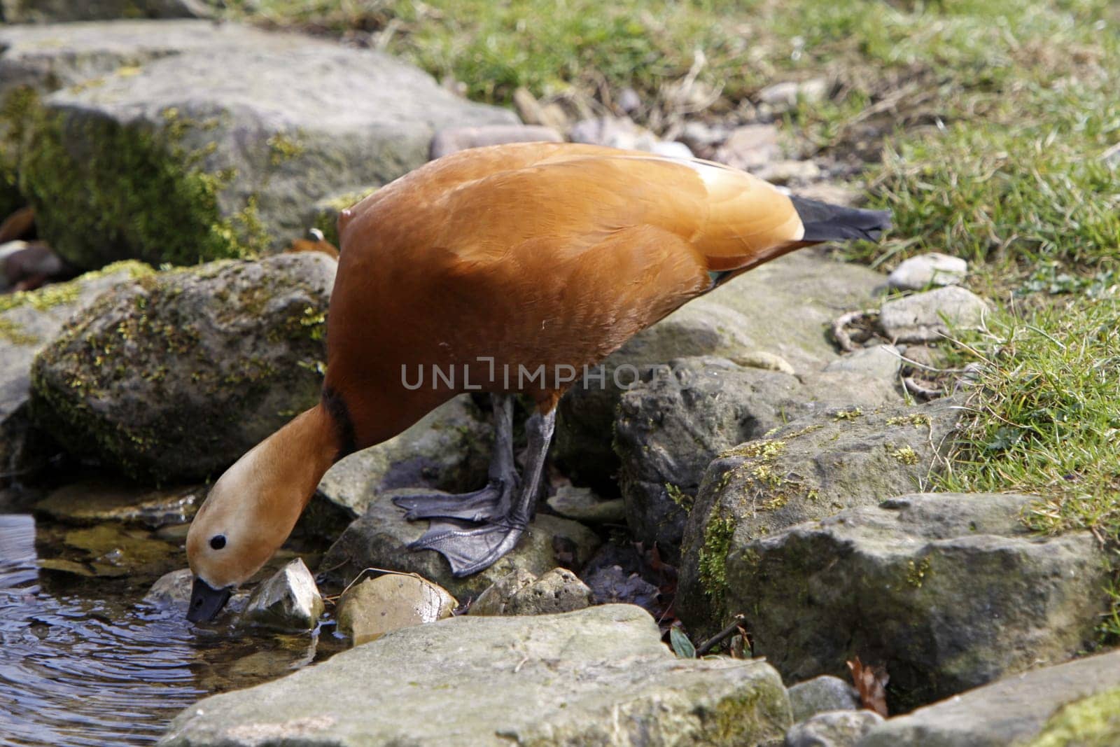 Ruddy shelduck
