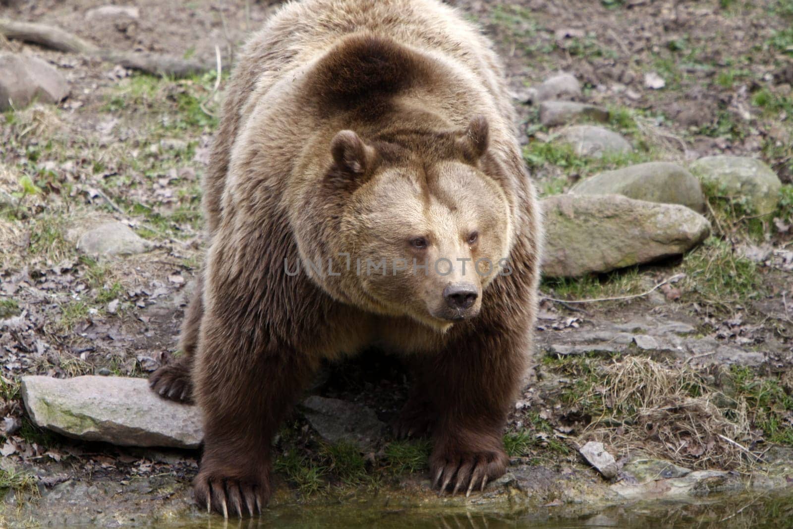 Brown bear