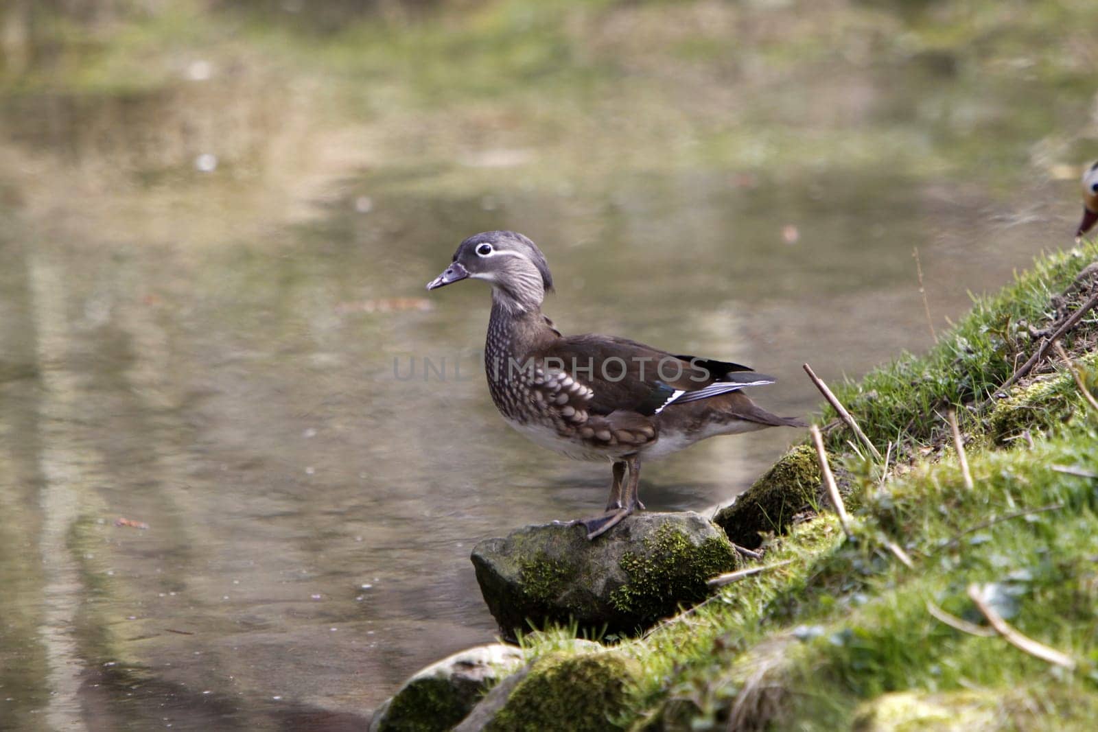 Female Bride Duck