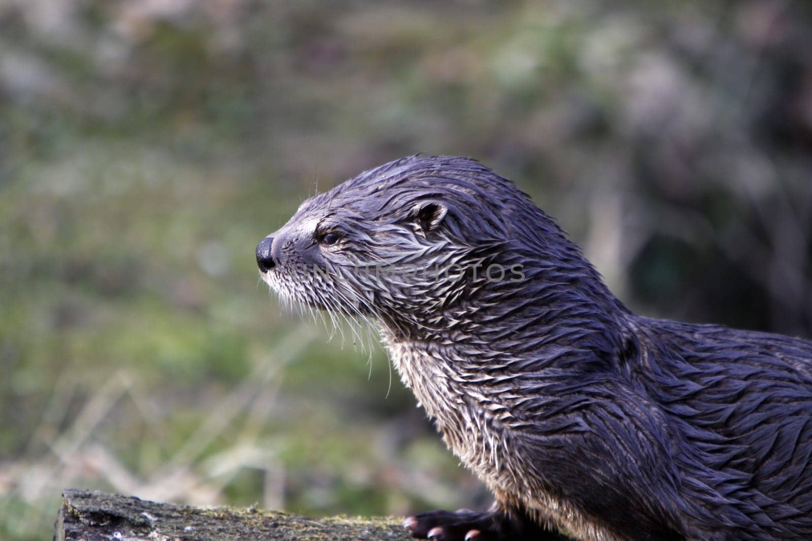 Eurasian river otter